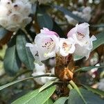 Rhododendron arizelum Flower