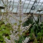 Tetradenia riparia Flower