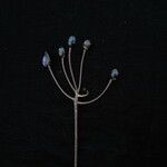 Clintonia udensis Tabia