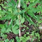 Arisaema serratum Leaf