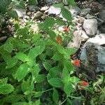 Mimulus cardinalis Hoja
