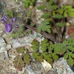 Phacelia cryptantha Хабит