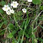 Pinguicula alpina Flor