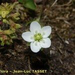 Sagina glabra Flower