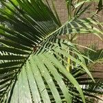 Dypsis lutescens Blad