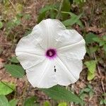 Ipomoea pandurata Flors