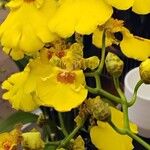 Oncidium altissimum Kukka