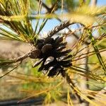 Pinus pinea Fruto