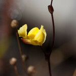 Utricularia subulata 花