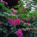 Bougainvillea glabra花