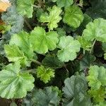 Heuchera sanguinea ശീലം