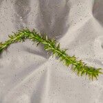Elodea densa 葉