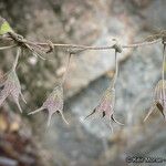 Lepechinia ganderi Fruit