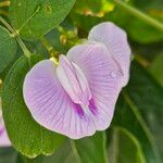 Centrosema pubescens Flower