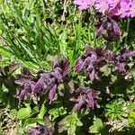 Bartsia alpinaFloare