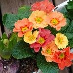 Primula × polyantha Sonstige