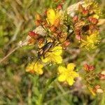 Hypericum undulatum Žiedas