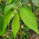 Grewia trichocarpa Hoja