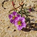 Fagonia cretica 花