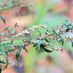 Artemisia verlotiorum অন্যান্য