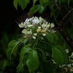 Crateva religiosa Flower