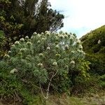 Echium giganteum Muu