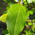 Viburnum rigidum Feuille