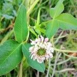 Trifolium hybridum Bloem