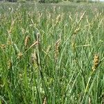 Carex panicea Habitatea