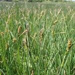 Carex panicea Hábito