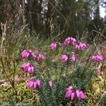 Erica tetralix Hábito
