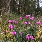 Erica tetralix Habit