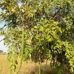 Cassia sieberiana Foglia