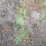 Medicago radiata Libunga