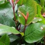 Catha edulis Φύλλο
