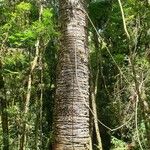 Araucaria angustifolia Corteza