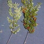 Hymenophyllum polyanthos Máis
