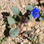 Phacelia campanularia 形態