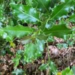 Ilex aquifoliumBlad