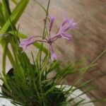 Tulbaghia violacea Квітка