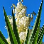 Yucca aloifolia Blomma