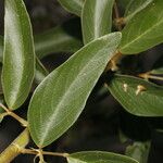 Desmodium cajanifolium Листок