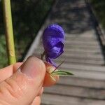 Aconitum columbianum Õis