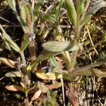 Myosotis balbisiana Leaf