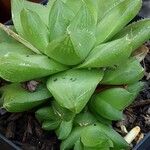 Haworthia cymbiformis Yaprak