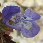Salvia africana-caerulea ফুল