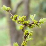 Xylosma ciliatifolium Floare