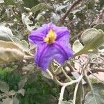 Solanum lycocarpum Цвят
