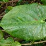 Passiflora ligularis Leaf