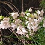 Azorina vidalii Blüte